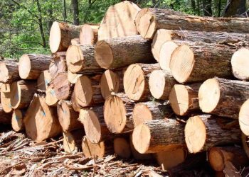 Громади Буковини налаштовані домогтися передачі у комунальну власність лісів