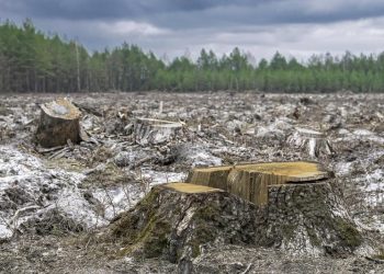 Навіщо реформа Болоховця нищить державні лісгоспи