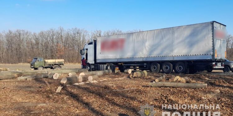 Журналістка Світлана Ісаченко дізналася, хто спиляв сотні дерев на березі Дністра у Ломачинцях 1 хто спиляв сотні дерев на березі Дністра у Ломачинцях